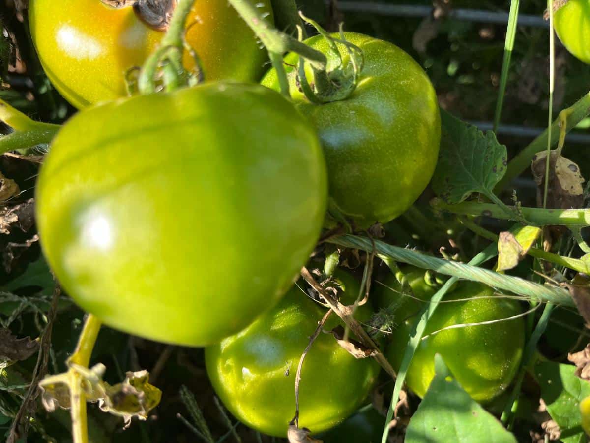 Green end of season tomatoes ready to harvest