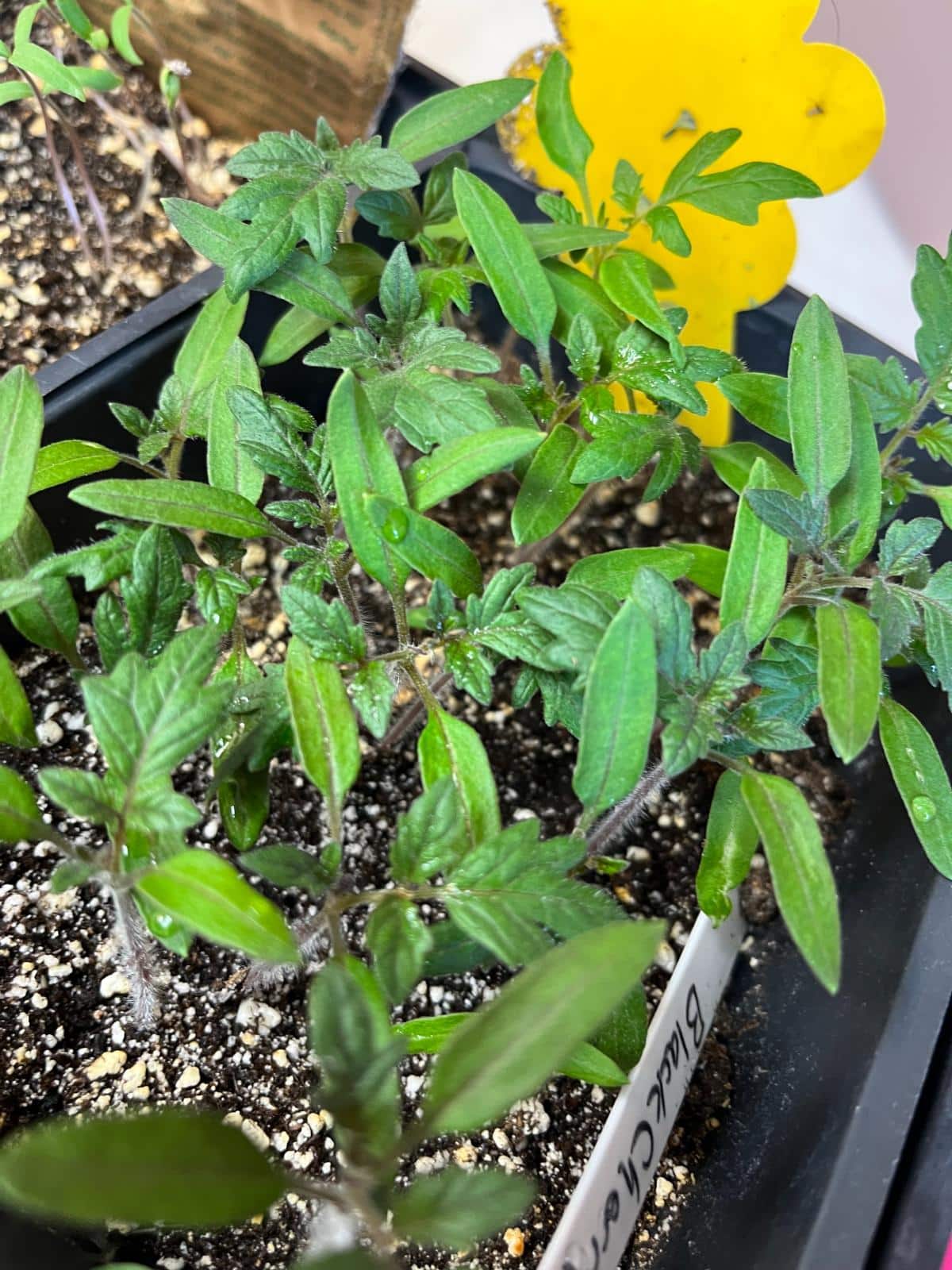 Germinating tomato seedlings in germination pots inside