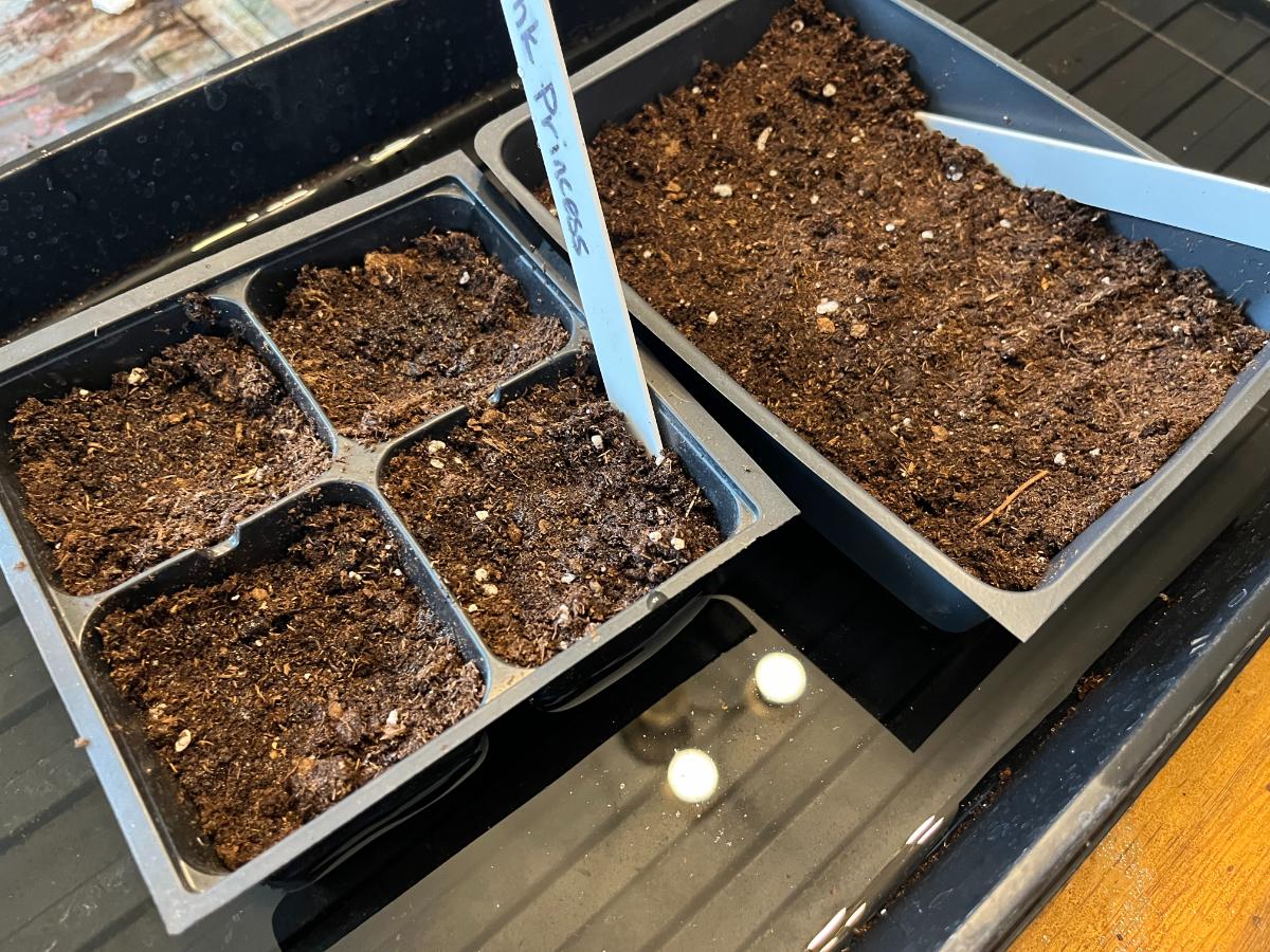 Germination pots with tomatoes started