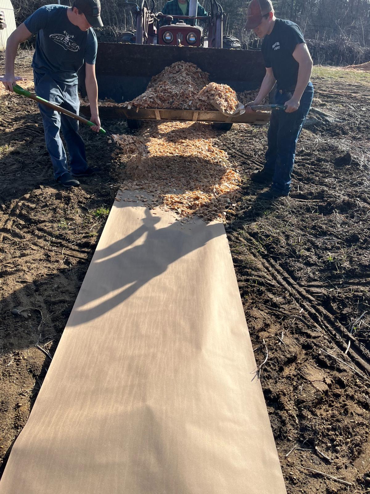 Laying rows for no till tomato gardening with paper and wood chips