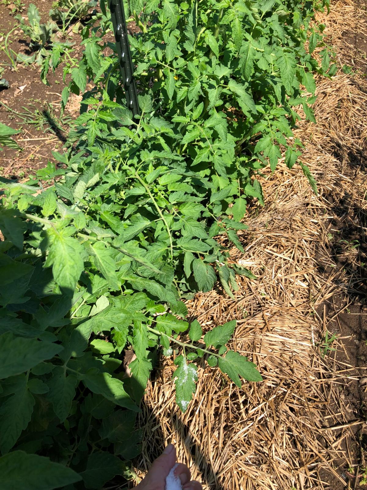 Straw protecting tomato plants from soil splash and fungus