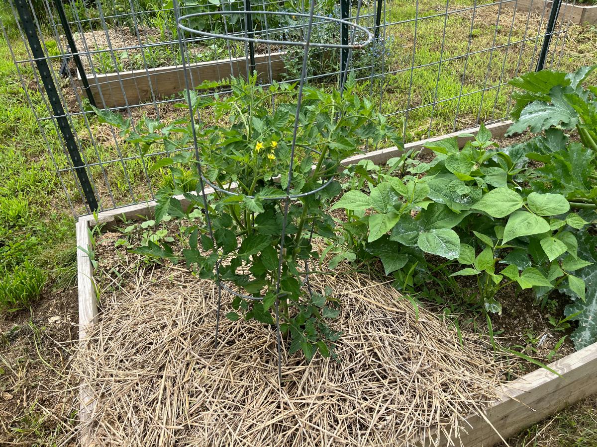 Raised bed no till tomato garden