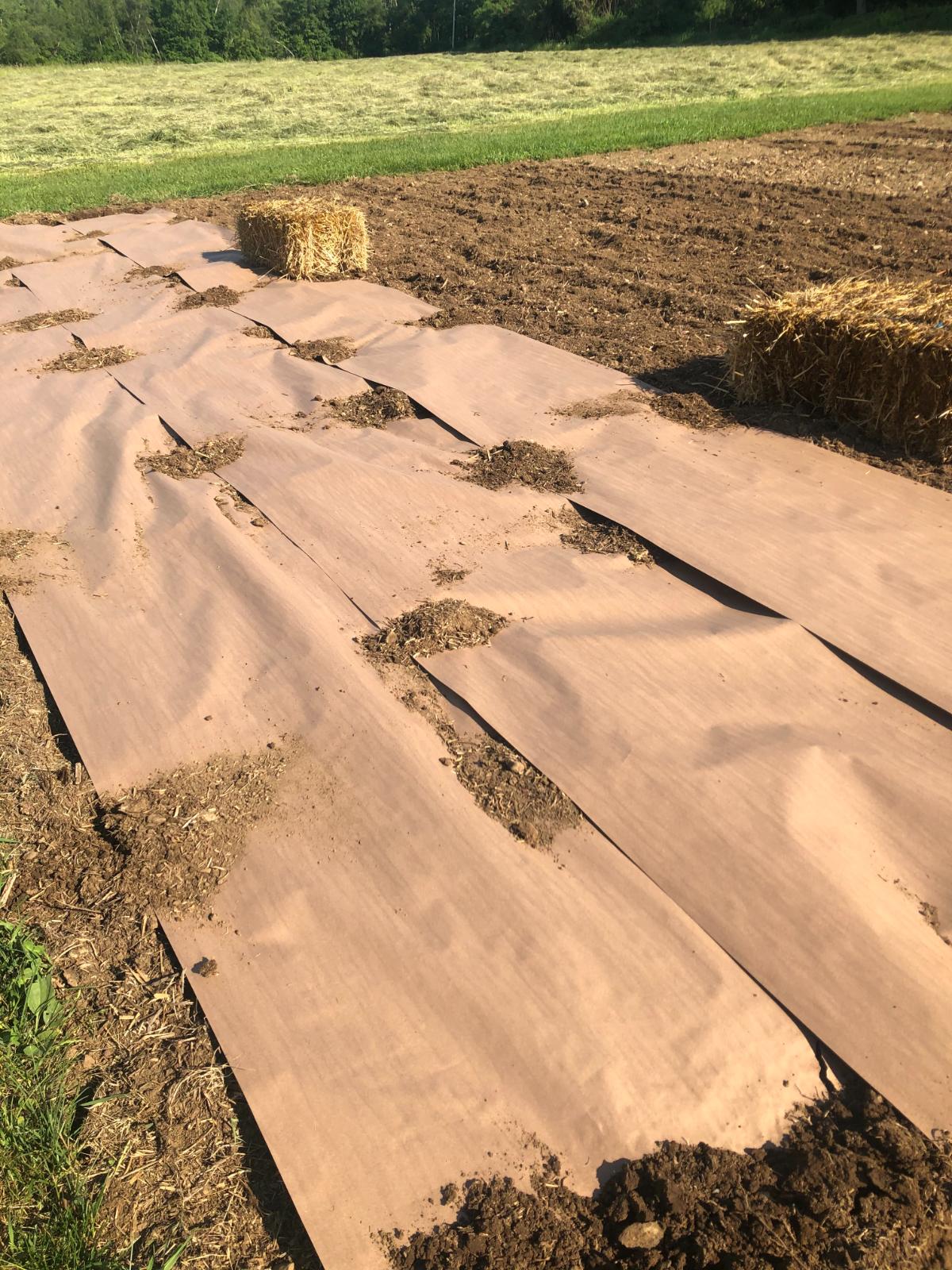 Laying paper to smother a grass lawn for a tomato garden
