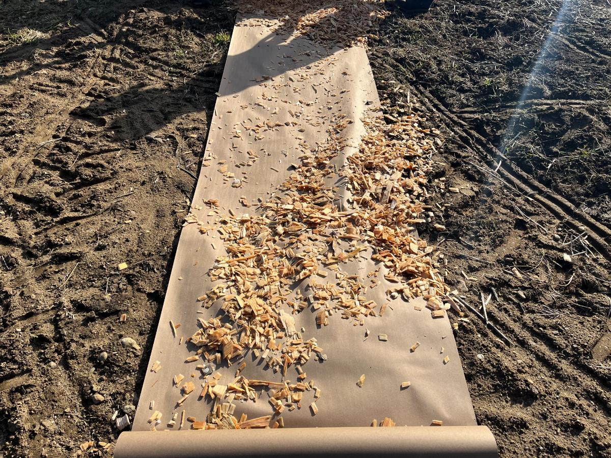 Laying no till garden rows in a tomato garden