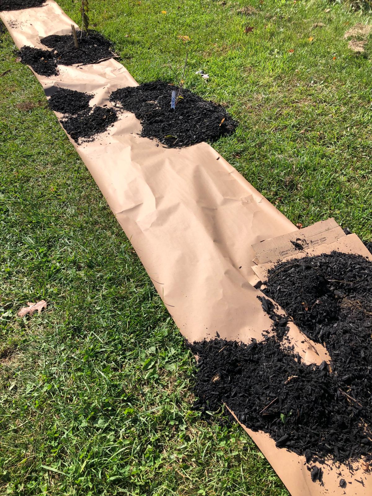Paper and mulch no till tomato garden method
