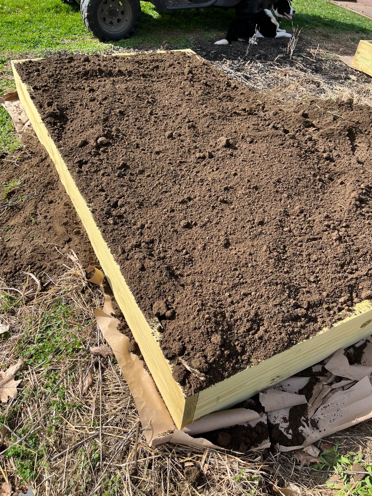 Filling new raised beds for no till tomato gardens