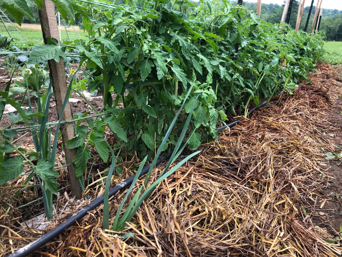 Straw in a tomato garden