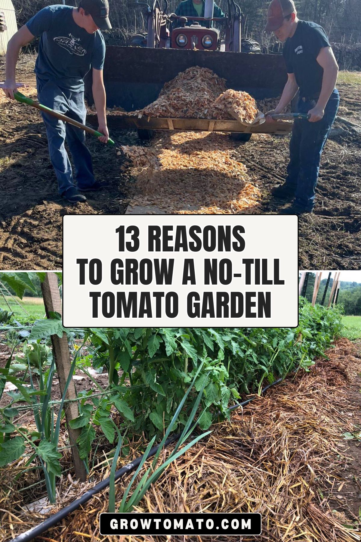 13 Reasons to Grow a No-Till Tomato Garden pinterest image