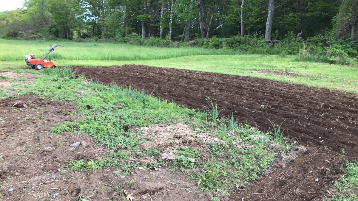 Tilled soil for a tomato garden