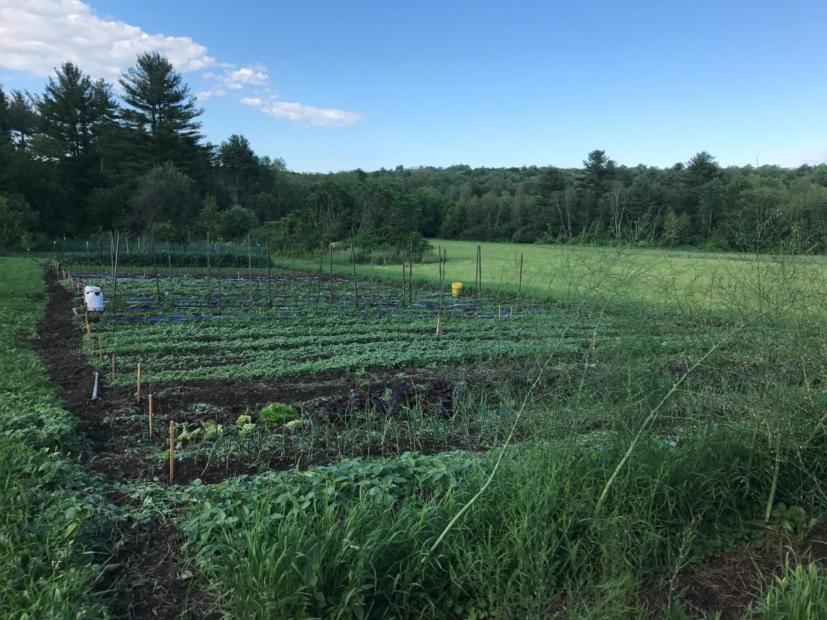 A thriving, well adjusted garden with the right soil pH