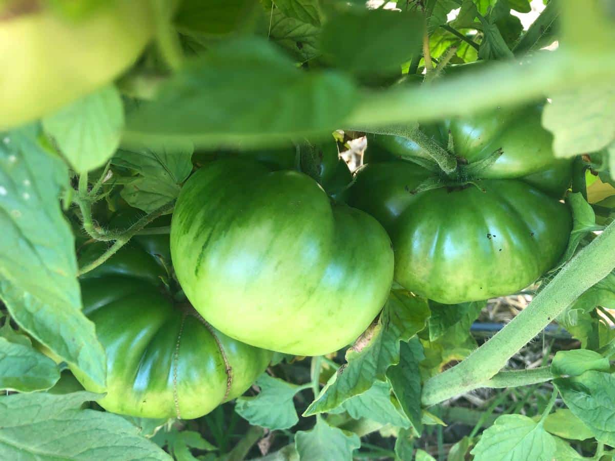 Ripening tomato on the vine