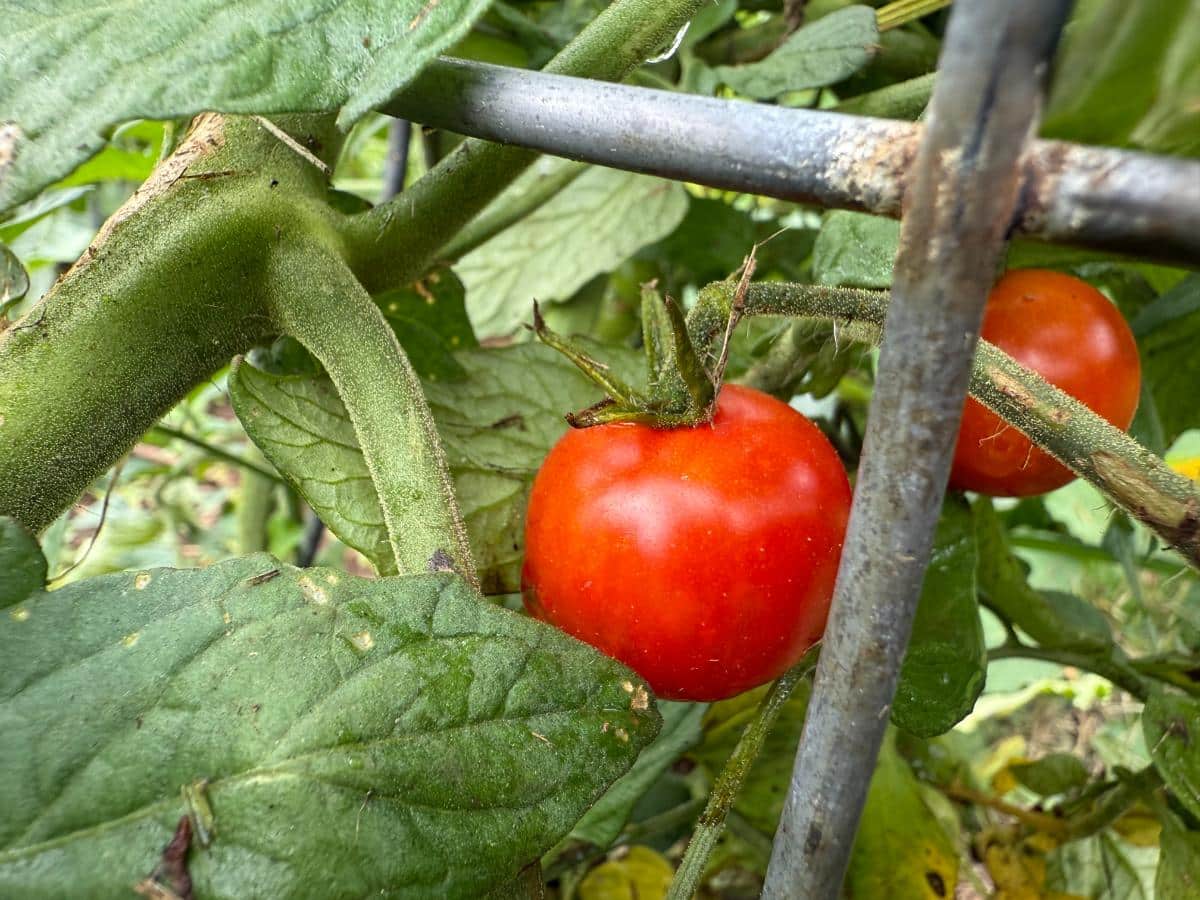 Ripe red tomato on the vine
