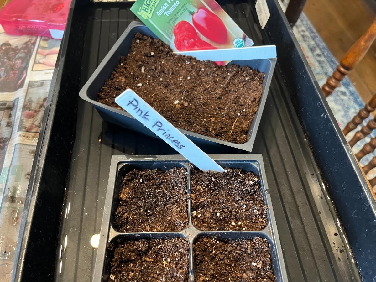 Starting tomato seedlings in germination pots