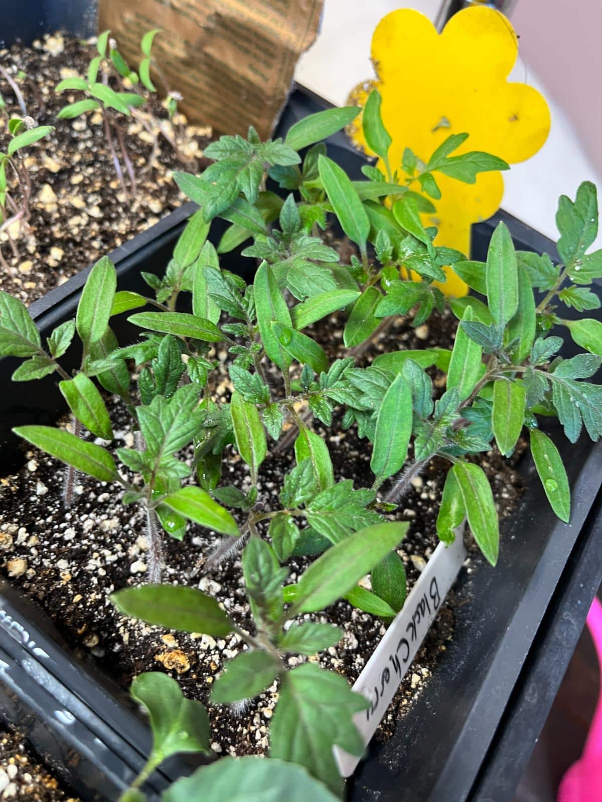 Black cherry tomatoes started in a germination pot, ready to prick out and pot up