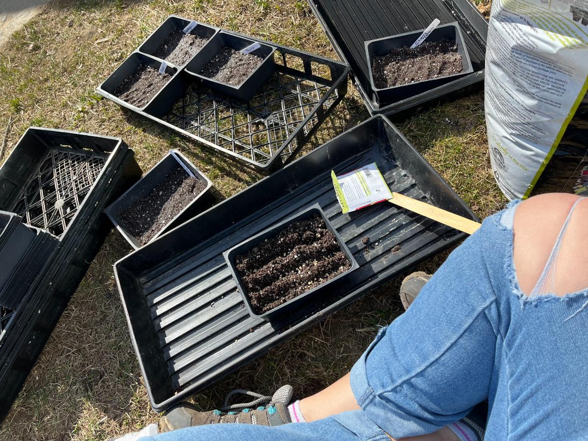 Starting tomato seeds in the spring